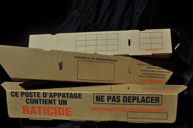 Poste carton rat